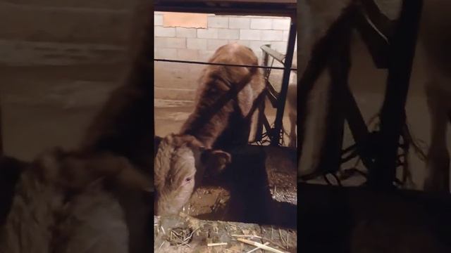 Откорм бычков бардой!