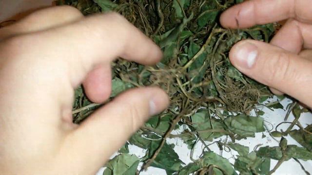 Копытень европейский, стебель, лист, корень, купить.