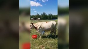 Айширская порода коров