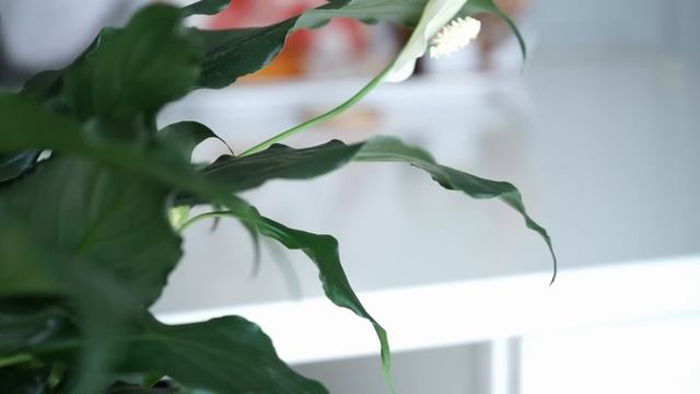 ??ORGANIZACION Y DECORACION DE OTOÑO EN LA COCINA?#cleaningmotivation #yepodaespaña #skincare смотреть онлайн