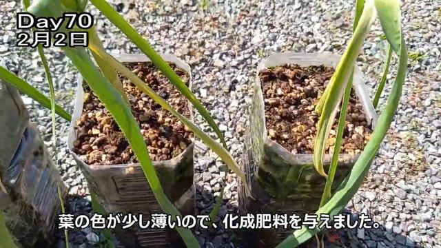 【にんにく】をペットボトルで育ててみた(スーパーで買ったニンニク)｜I grew [garlic] in plastic bottles смотреть онлайн