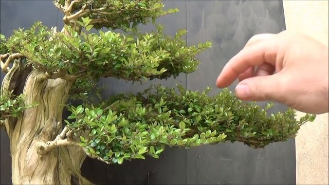 Spring pinching my Lonicera nitida Bonsai (Shrubby honeysuckle) смотреть онлайн