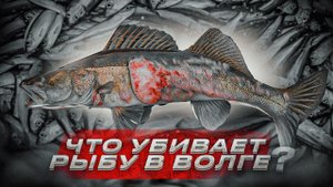 САРКОМА??? Больные СУДАКИ И ЩУКА в Волге. Самые дождливые тренировки к PAL. Казань.mov