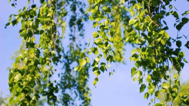 Ошо БУДЬ УВЕРЕН В СЕБЕ #Просветление#Пробуждение смотреть онлайн