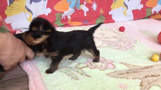 Питомник ИРИКИДС. Щенки йорков и биверов. смотреть онлайн