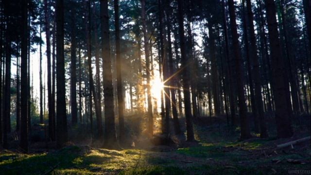 Расслабляющая лечебная дельта волны музыка для йоги звуки птиц Аффирмации для женщин и мужчин смотреть онлайн