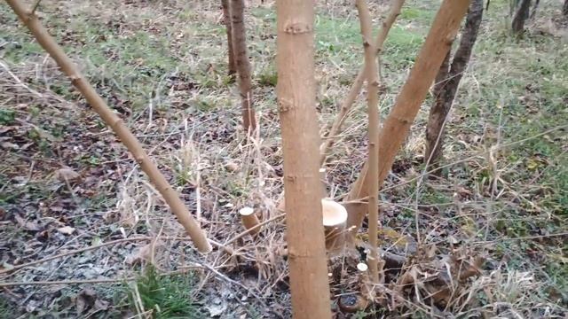 CIRCULAR Saw Blade on TRIMMER +TEST смотреть онлайн