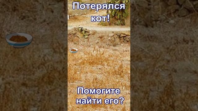 Если пропал кот, как и где искать пропавшего кота, советы по поиску пропавшего кота #sorts