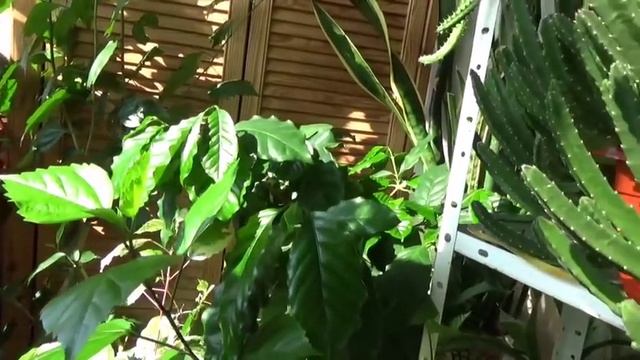 #518.Как поливать комнатные растения летом