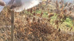 Ананьевские поясые голуби. Одесские турманы. Кишиневские горбоносые.