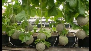 Как вырастить дыню,советы!