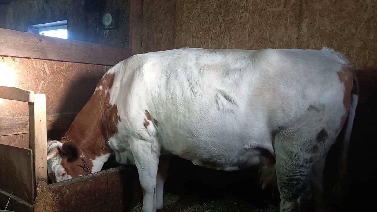 Симменталки.Почему телку другой породы нельзя покрывать симменталом?