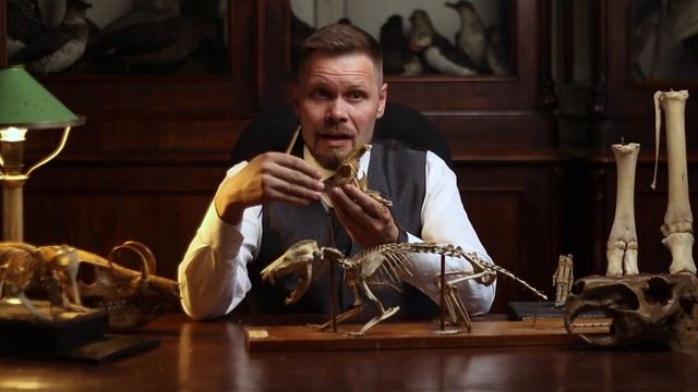 Млекопитающие. Строение скелета плацентарных, сумчатых и однопроходных. Рассказывает Павел Скучас.
