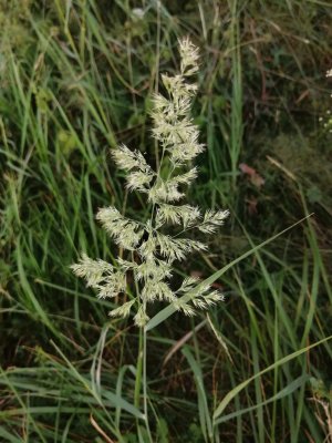 35. Вейник наземный - Calamagrostis epigejos