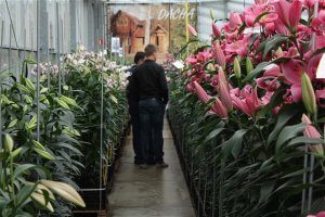 Выгонка лилии от луковицы до цветка