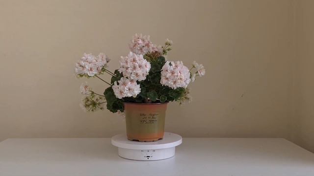 Цветение Potter Heigham смотреть онлайн