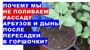 Почему мы не поливаем рассаду арбузов и дынь после пересадки в горшочки? Когда надо поливать рассаду