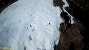 Охота на медведя с ВСЛ. Весна 2020г.Bear hunting. Karhun metsästys Karjalassa.
