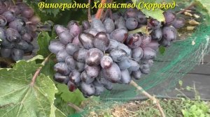 Виноград 2022. Богатырь - очень достойная форма на сентябрь