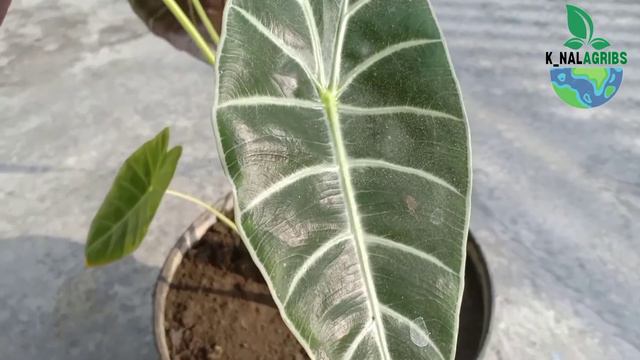 TANAMAN HIAS JENIS ALOCASIA WATSONIANA GLOSSY