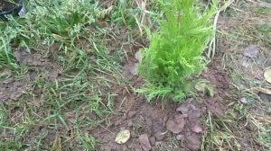 Крупноплодный Кипарисовик ГолдКрест!!!