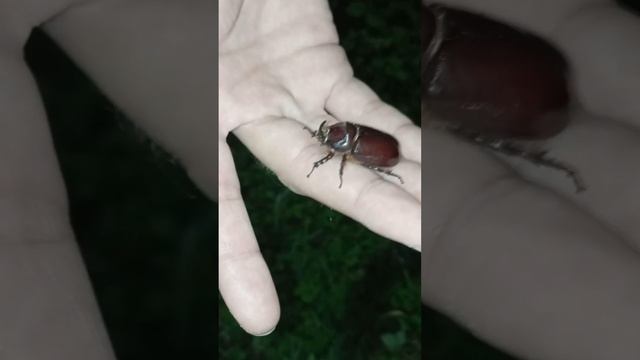 Жук-Носорог 🐞