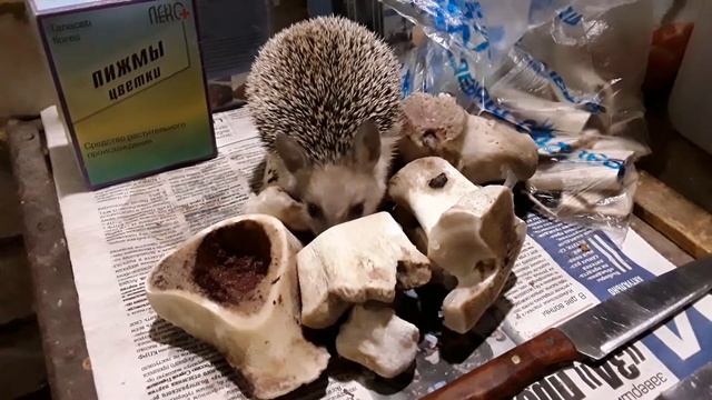 Жизнь Ежей в неволе