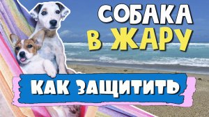 Собака летом. Как ЗАЩИТИТЬ СОБАКУ в ЖАРУ??10 советов, которые помогут вашему питомцу пережить жару