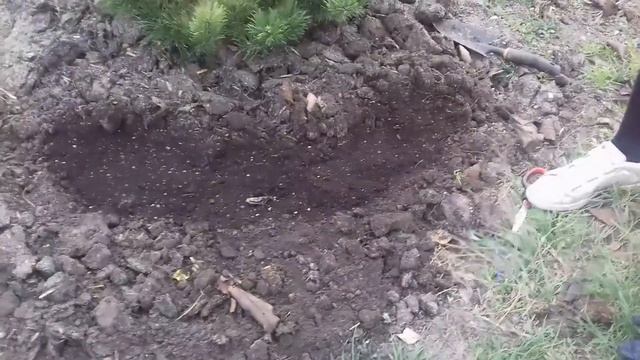 Посев цветов под зиму. Подзимний посев виолы, лаванды...