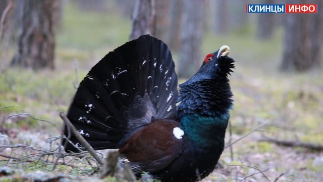 Токующий глухарь (capercaillie) смотреть онлайн