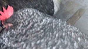 КУРИ ПОРОДИ СУПЕР ХАРКО. ГОЛОВНЕ ПРО ЦЮ ПОРОДУ.