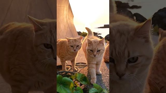 семейство рыжих котов в Крыму ждут рыбаков