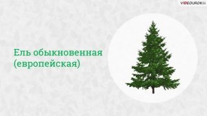 21  Голосеменные растения