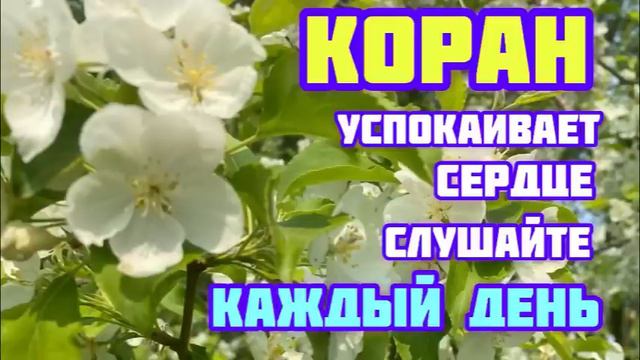 Коран успокаивает сердце. Коран для успокоения. Слушать коран для успокоения. Коран для успокоения сердца. Коран для успокоения.