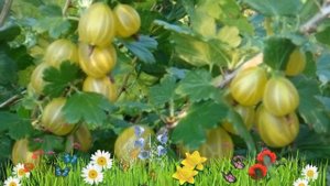 Крыжовник обыкновенный Юбилейный ? Обзор: посадка и уход. саженцы крыжовника: описание и особенност