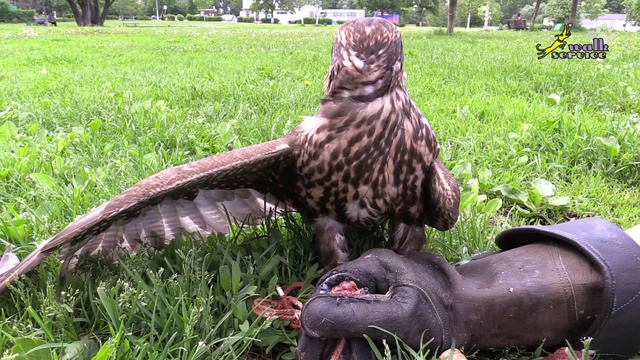 Полёт сокола смотреть онлайн
