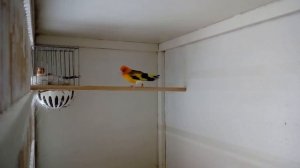 Размножение щеглов