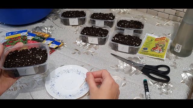 Посадка колеуса из семян смотреть онлайн