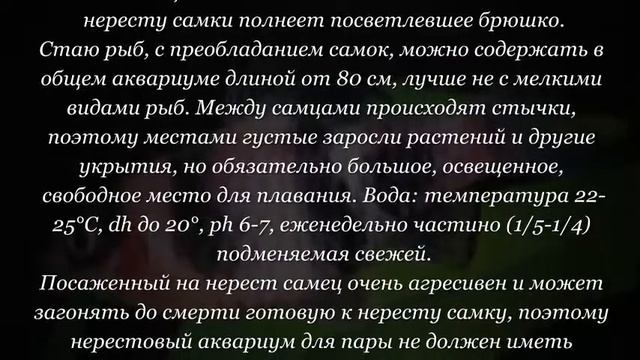 Аквариумная рыбка Барбус полосатый смотреть онлайн