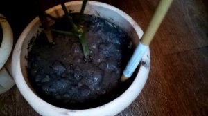 Формирование кроны лимонов мандаринов цитрусов с начала, варианты формировки кроны цитрусов