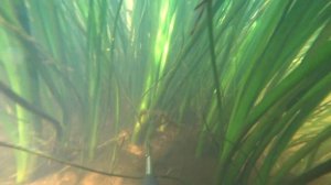 Подводная охота. Первый раз в гидрокостюме.