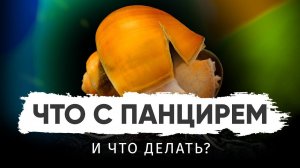 Почему разрушается раковина (панцирь) у аквариумных улиток?