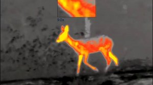 European roe deer, fawn. Captured with the new Pulsar Axion XM30S Thermal Spotter. Great quality!