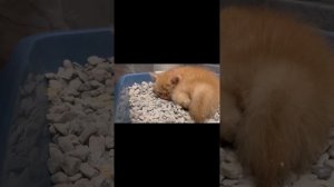 Быстро и легко приучить кошку к горшку с Спрей