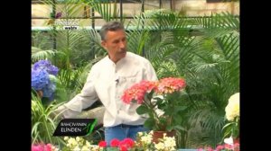Hobi Bahçecilik - Kurdela ve Ortanca Çiçeklerinin Bakımı ve Çoğaltımı