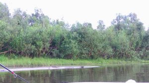 Ловим Судака .Щуку .Окуня на реке Чулым!!!