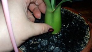 Гемантус. Что вы мне посоветуете?