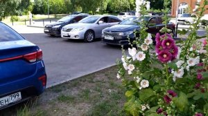 Мальвы. (Царские кудри)