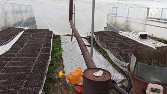 Сладкая кукуруза! Сезон 2021 !!!! смотреть онлайн