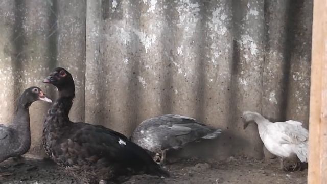 голубые окрасы мускусных уток, какие бывают смотреть онлайн